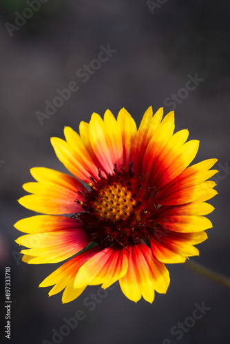 Red and yellow flower of Gaillardia aristata on dark background. photo