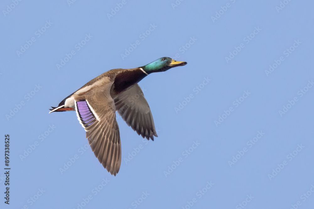 Obraz premium Mallard