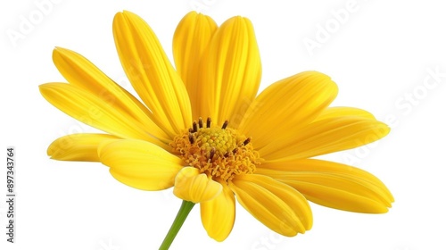 A close-up shot of a bright yellow flower on a clean white background