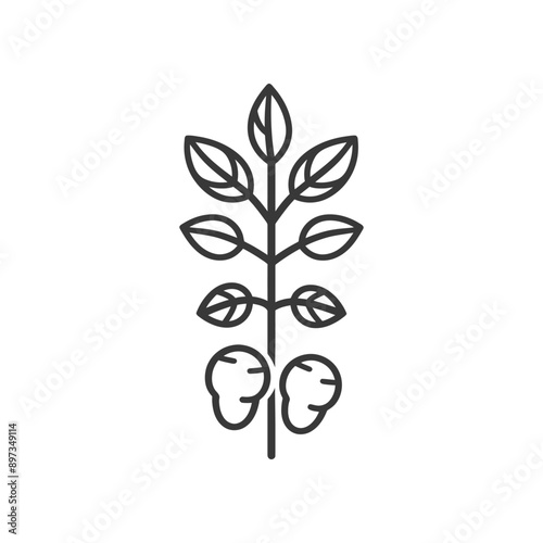 Line drawing of a potato plant with two potatoes