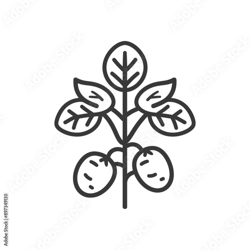 Line drawing of a potato plant with leaves and tubers