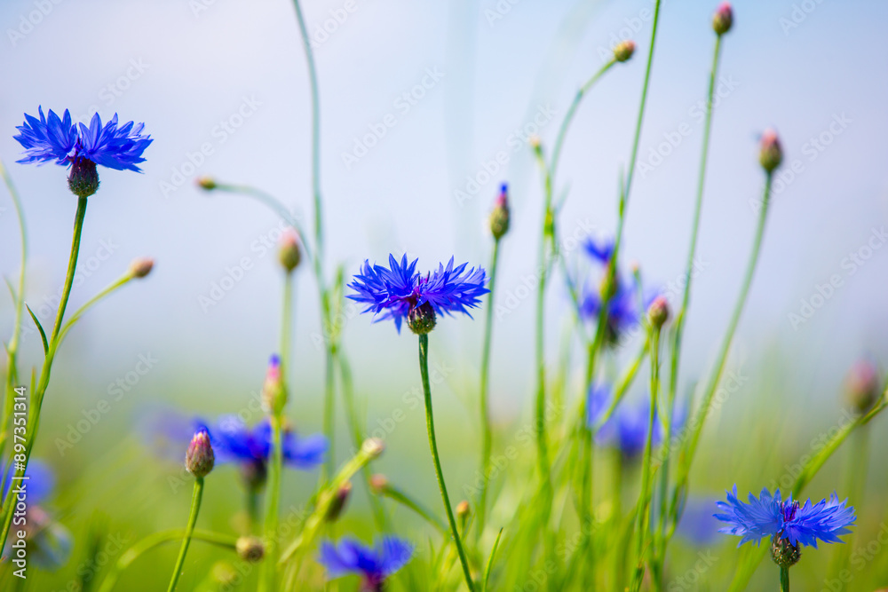 Cornflowers on a field close-up against a blurry sky. Cornflowers on a field close-up against a blurry sky.
