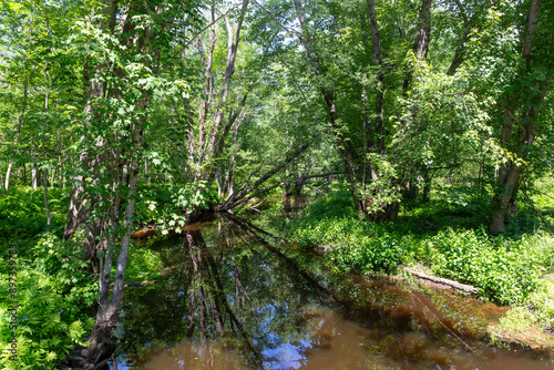 Tree covered Twentyfive mile stream in Unity Maine. photo