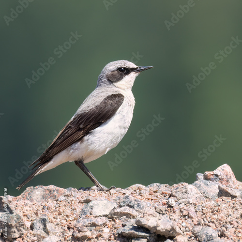 northern wheatear