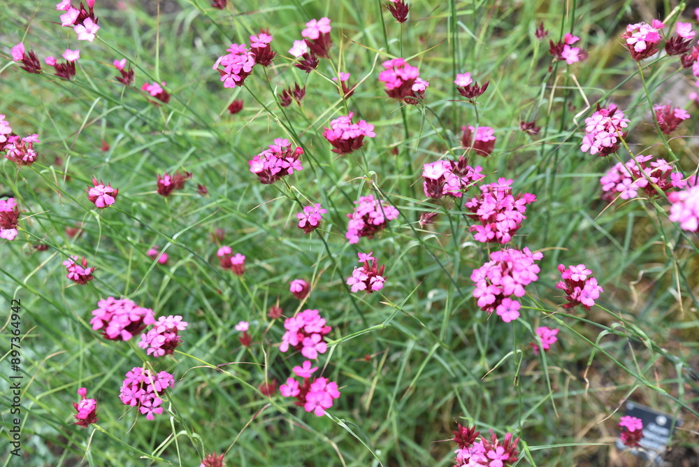 Dianthus cruentus en été au jardin