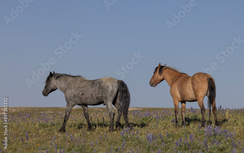 Wild Horses in the Pryor Mountains Montana in Summer