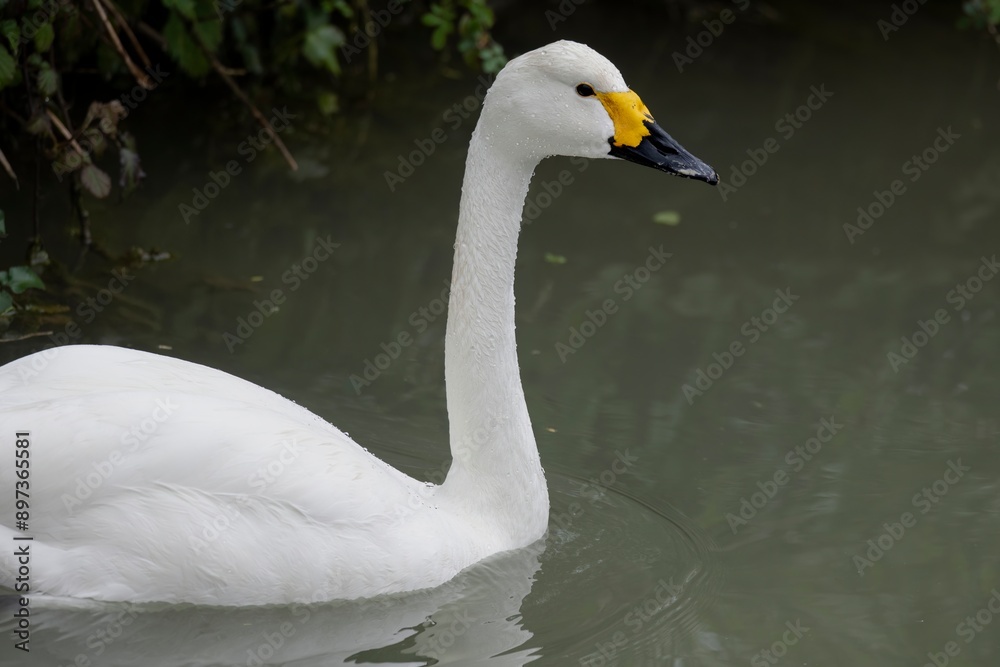 Bewick's swan (Cygnus bewickii), a subspecies of the tundra swan (Cygnus columbianus). Bewick's swan (Cygnus bewickii), a subspecies of the tundra swan (Cygnus columbianus).