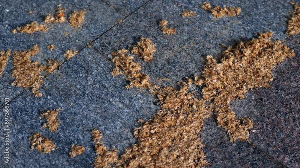 small orange particles on concrete floor, wind blowing tree seeds, marble tiles with joints small orange particles on concrete floor, wind blowing tree seeds, marble tiles with joints