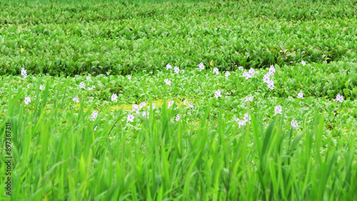 Wallpaper Mural Beautiful landscape full of fresh green plants Torontodigital.ca