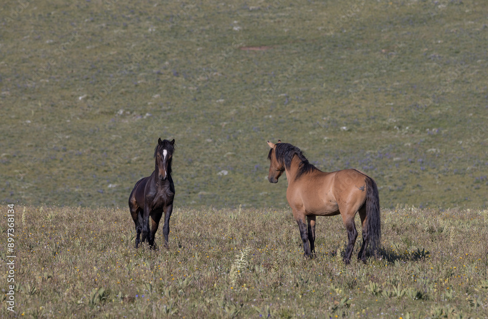 Wild Horses in the Pryor Mountains Montana in Summer Wild Horses in the Pryor Mountains Montana in Summer