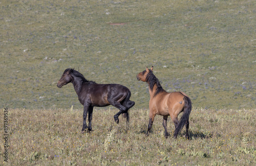 Wild Horses in the Pryor Mountains Montana in Summer