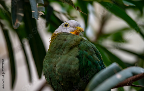 The Black-Naped Fruit Dove (Ptilinopus melanospilus), also known as the Black-Headed Fruit Dove. photo