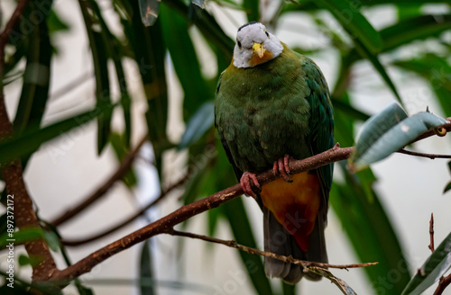 The Black-Naped Fruit Dove (Ptilinopus melanospilus), also known as the Black-Headed Fruit Dove. photo