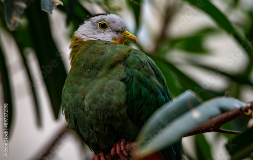 The Black-Naped Fruit Dove (Ptilinopus melanospilus), also known as the Black-Headed Fruit Dove. photo