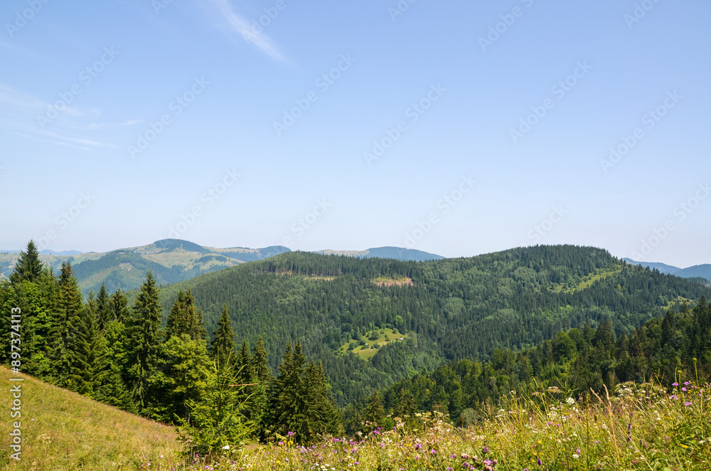 Scenic summer landscape featuring rolling green mountain hills covered in lush forests under a clear blue sky with scattered clouds. Carpathian Mountains, Ukraine Scenic summer landscape featuring rolling green mountain hills covered in lush forests under a clear blue sky with scattered clouds. Carpathian Mountains, Ukraine