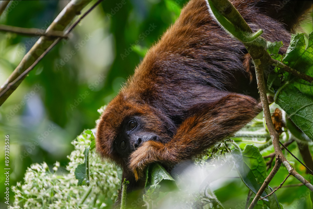 Fototapeta premium Howler monkey 