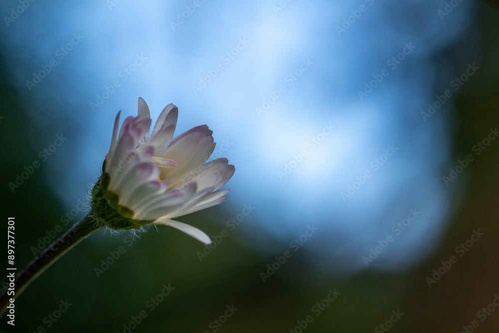 pink lotus flower pink lotus flower