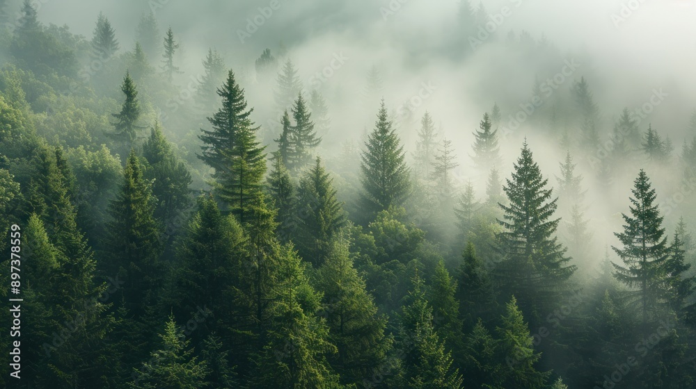 Misty Pine Forest on the Mountain Misty Pine Forest on the Mountain