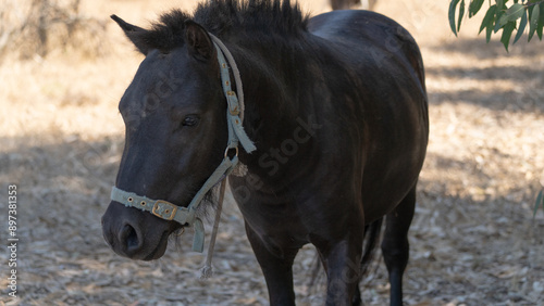 Pony breed horse on pasture in the countryside of central Sardinia