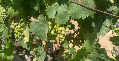 vermentino grapes ripening before the harvest. photo