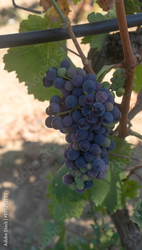 bovale grapes ripening before the harvest. photo