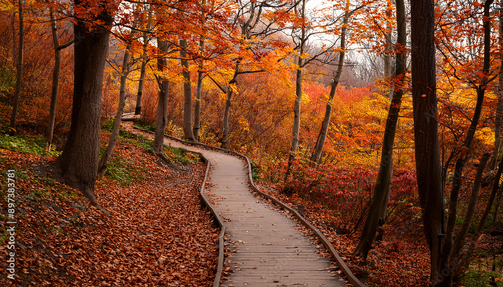 Naklejka premium 紅葉と散歩道 背景画像 Generative AI