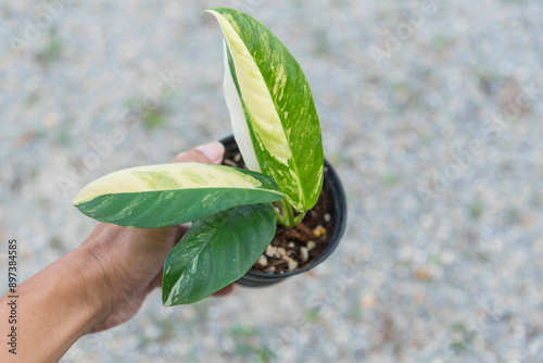 Closeup to fresh leaf of Rhaphidophora Lobbii  photo