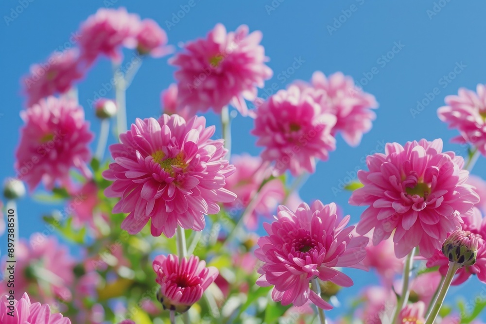Obraz premium Pink chrysanthemums are blooming under a blue sky in a summer garden