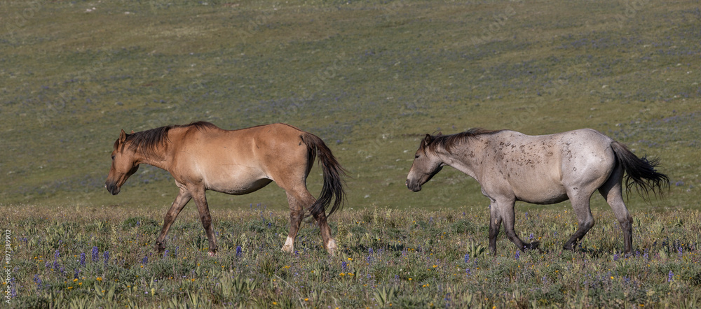 Wild Horses in Summer in the Pryor Moutnains Montana Wild Horses in Summer in the Pryor Moutnains Montana