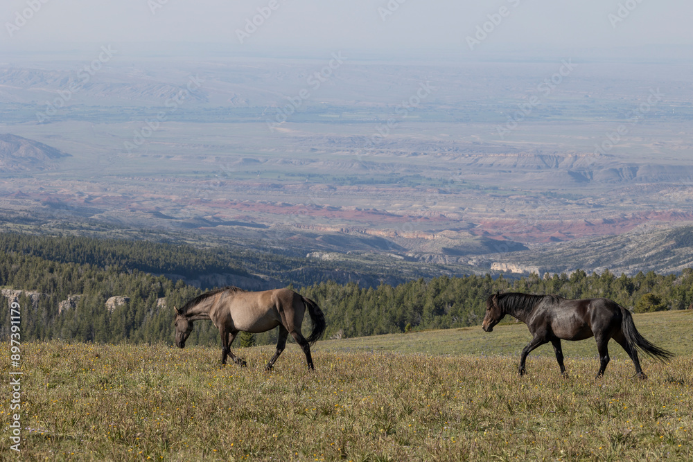 Wild Horses in Summer in the Pryor Moutnains Montana Wild Horses in Summer in the Pryor Moutnains Montana