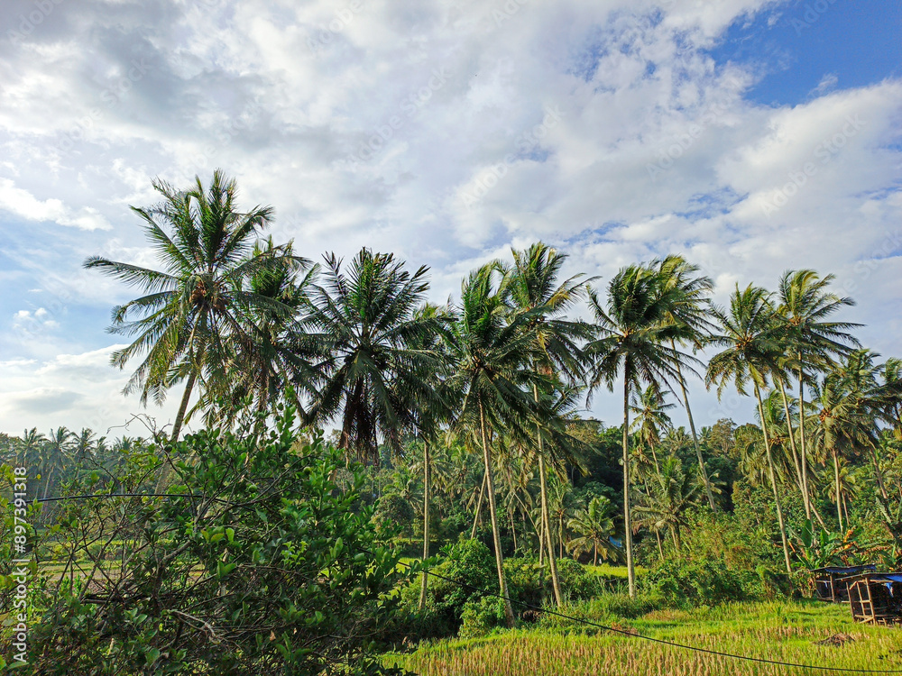 coconut trees during the day with a bright blue cloudy sky coconut trees during the day with a bright blue cloudy sky