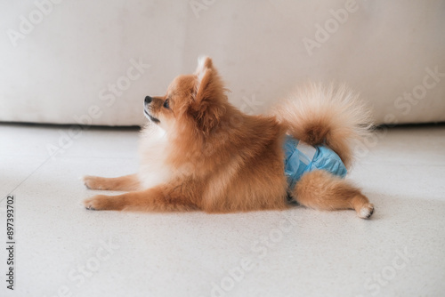 Photography A female Pomeranian Spitz dog lies on the floor wearing a dog diaper
