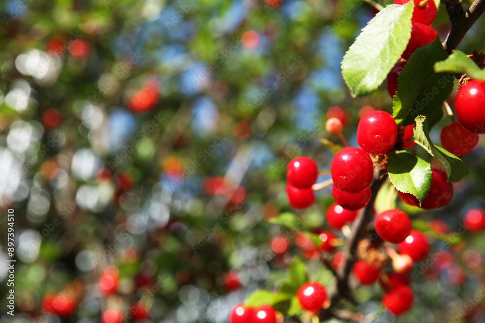Cherry tree with ripe red berries outdoors, closeup. Space for text Cherry tree with ripe red berries outdoors, closeup. Space for text