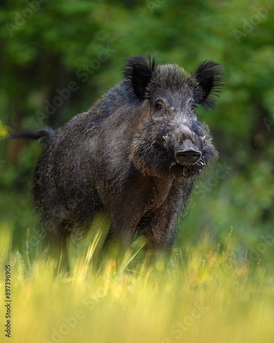 Big male wild boar at summer scenery