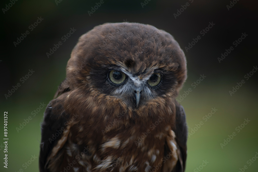 The Australian Boobook (Ninox boobook). The Australian Boobook (Ninox boobook).