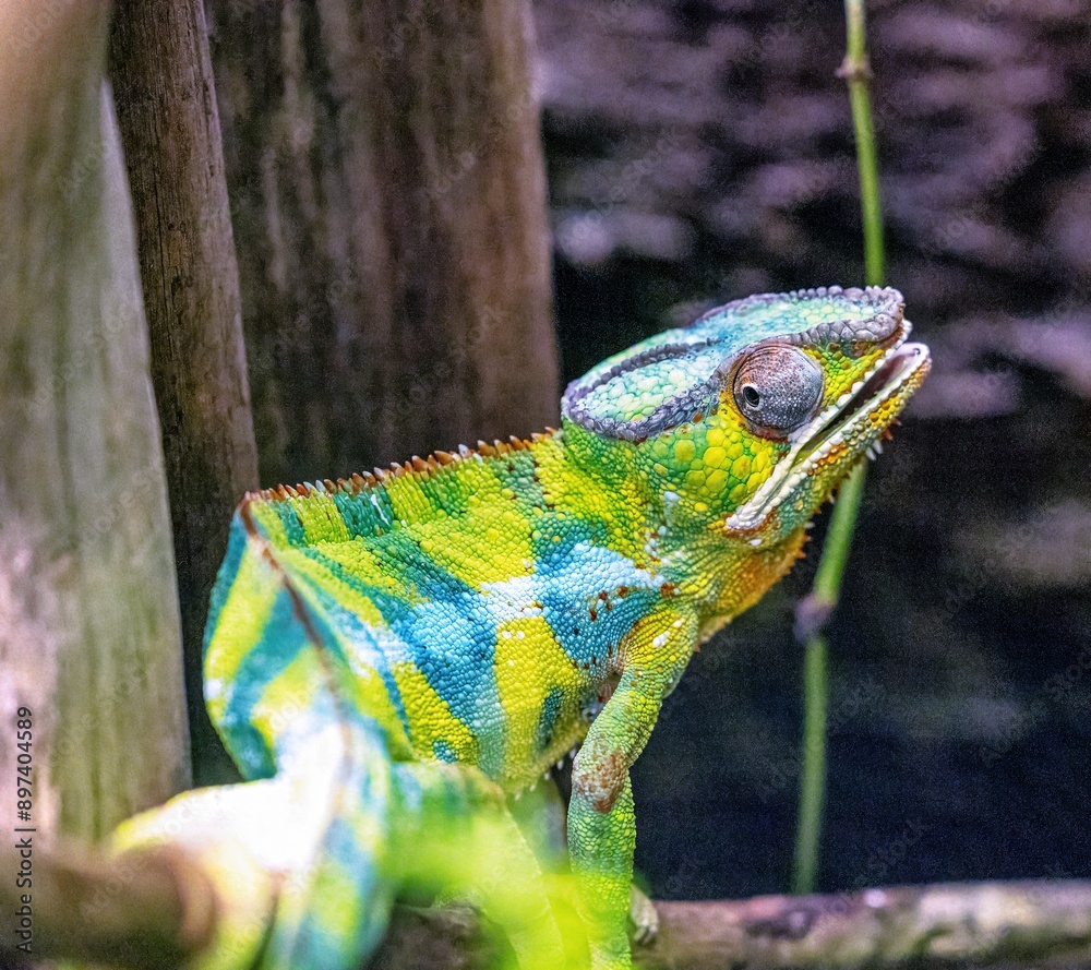 Macro photo shot of a panther cameleon