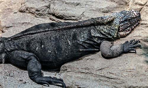 Exuma rock iguana on the stone. Latin name - Cyclura cychlura figginsi	