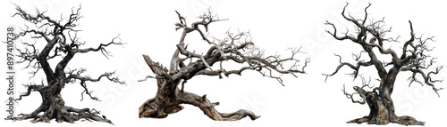 Collection of old dead spooky tree isolated on white or transparent background