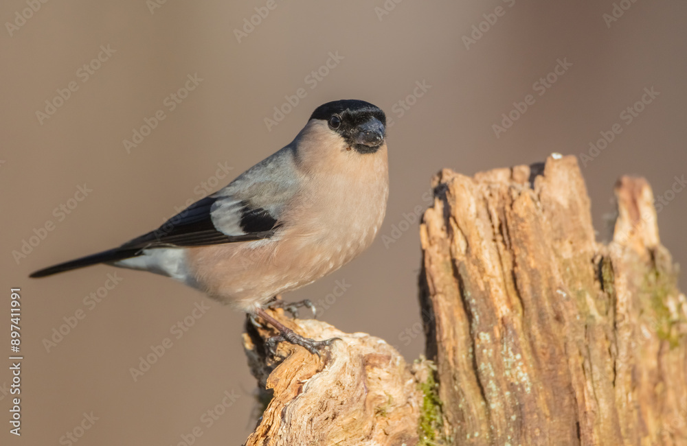 Fototapeta premium Eurasian Bullfinch - female at a wet forest in spring