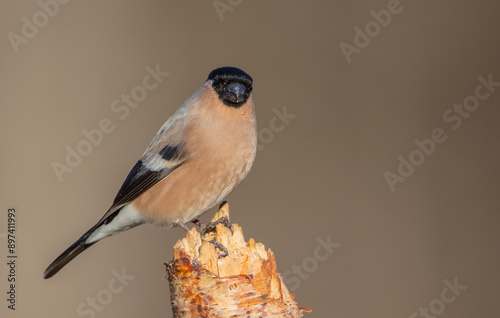 Eurasian Bullfinch - female at a wet forest in spring