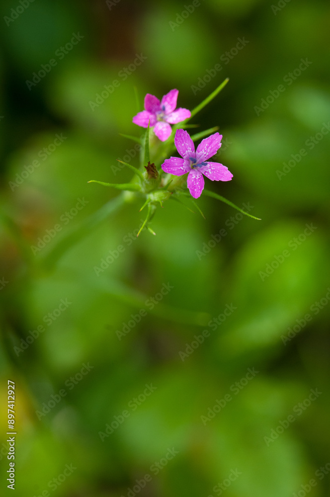 Deptford Pink growing in upstate New York Deptford Pink growing in upstate New York