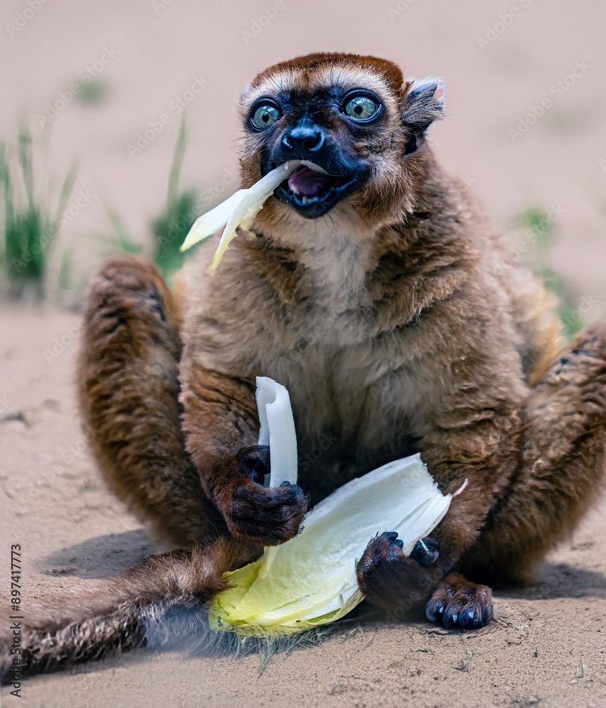 Macro shot of a lemur species happily eating