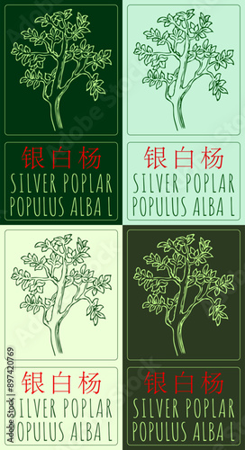 Set of vector drawing SILVER POPLAR in Chinese in various colors. Hand drawn illustration. Latin name is POPULUS ALBA L.
