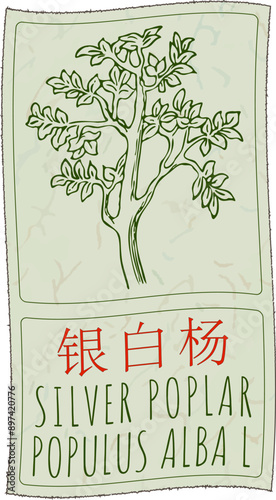 Vector drawing SILVER POPLAR in Chinese. Hand drawn illustration. Latin name is POPULUS ALBA L.
