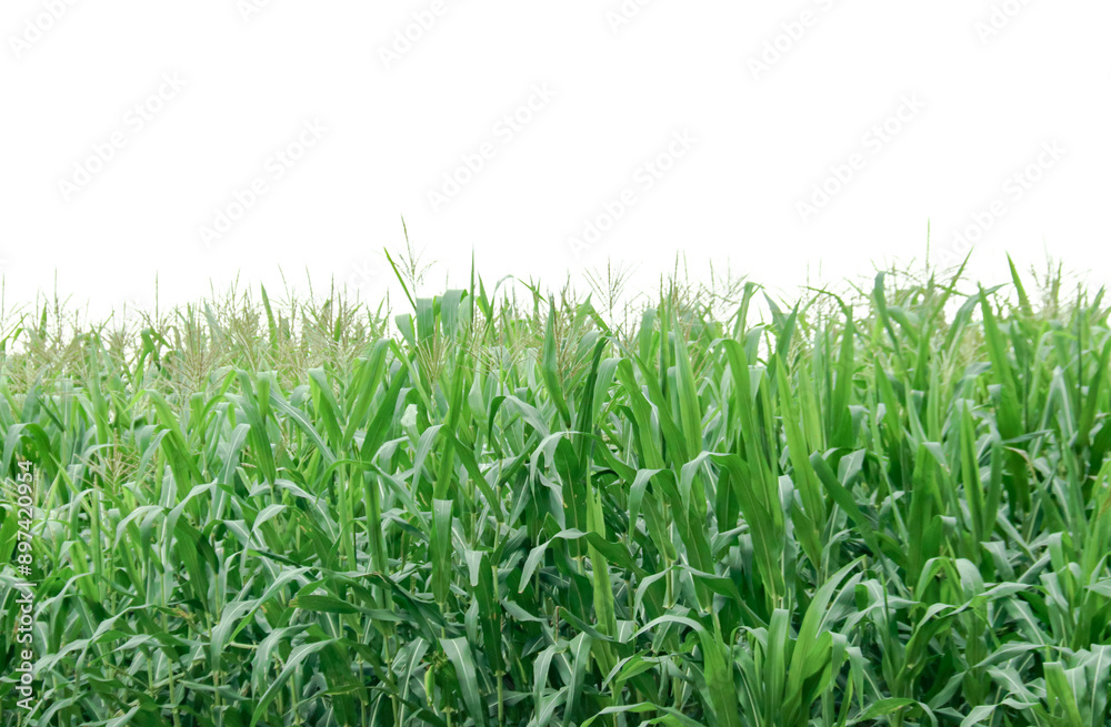 Image of a corn plant with detailed clipping paths on a white background. Image of a corn plant with detailed clipping paths on a white background.