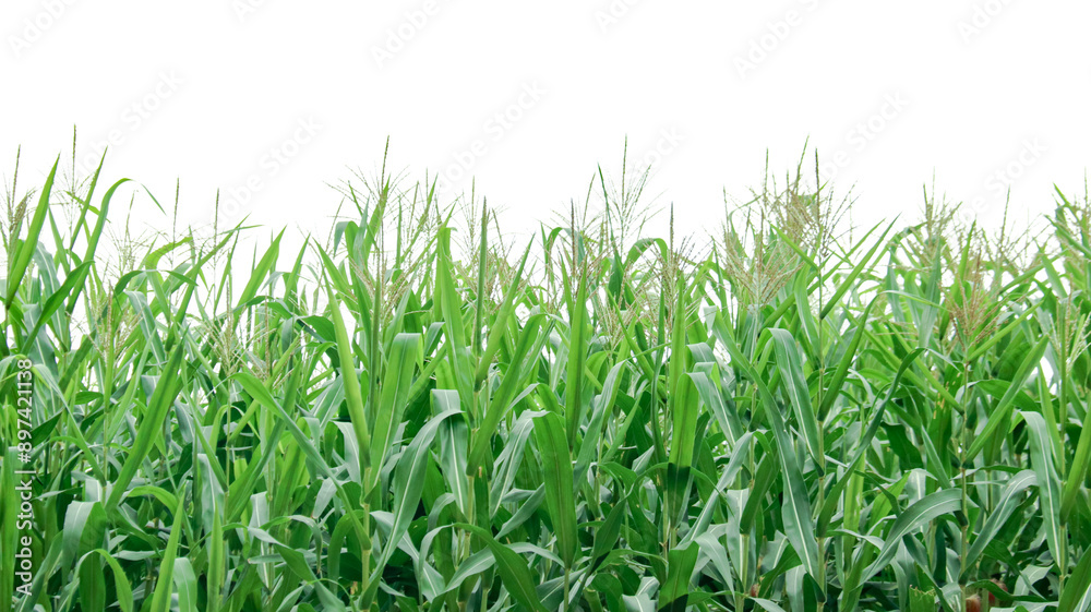 Image of a corn plant with detailed clipping paths on a white background. Image of a corn plant with detailed clipping paths on a white background.
