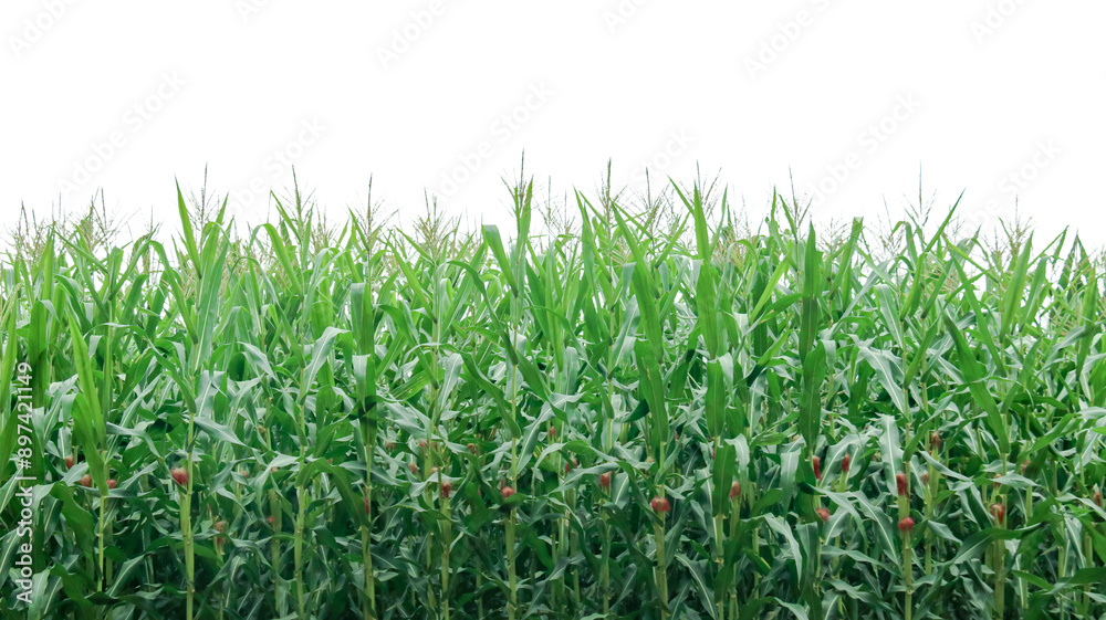 Image of a corn plant with detailed clipping paths on a white background. Image of a corn plant with detailed clipping paths on a white background.