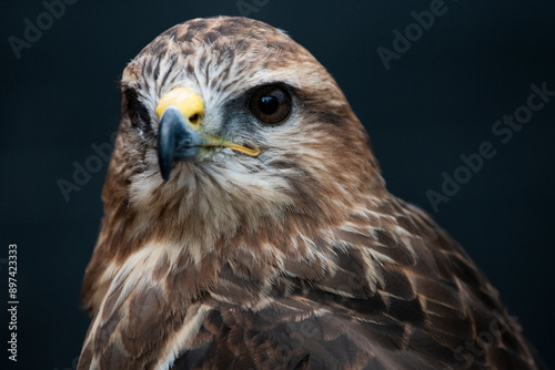 The Common Buzzard (Buteo buteo).