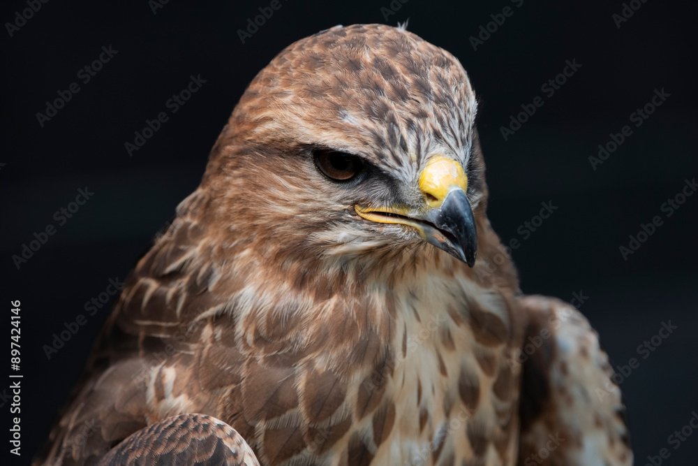 The Common Buzzard (Buteo buteo). The Common Buzzard (Buteo buteo).