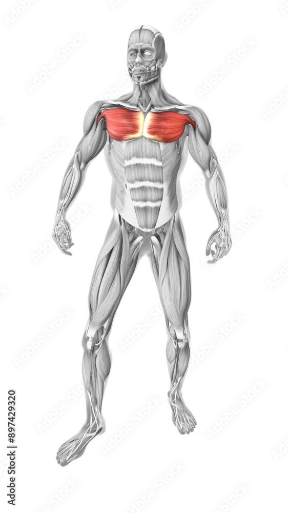 Pectoralis major muscles in the human muscular system Pectoralis major muscles in the human muscular system